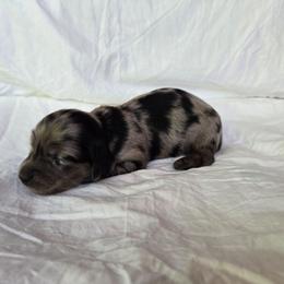 Onyx - Dapple male Dachshund puppy in Eldon, Missouri from Pure Joy Dachshunds