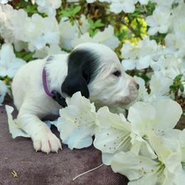 Boy 3 Purple - White male Llewellin Setter puppy in North Dinwiddie, Virginia from Pups Furever