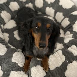 Yeti - Dachshund