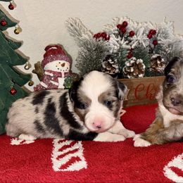 Miniature Australian Shepherd puppies from Fuzy Butts Mini & Toy Aussies