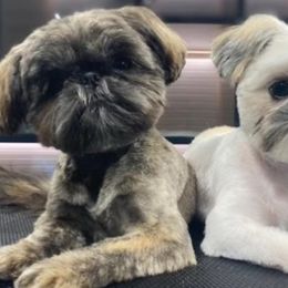 Shih Tzus from Cocktail Shih Tzu