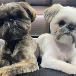 Shih Tzus from Cocktail Shih Tzu