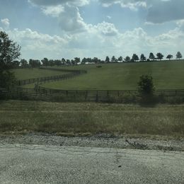 French Bulldog and Golden Retriever Puppies from Show me goldens and frenchies