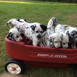 Dalmatian Puppies from Spotty Shenanigans Dalmatians