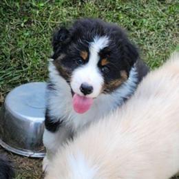 Levi - Black tri-color male Australian Shepherd puppy in Athens, Tennessee from Mimi's Aussie