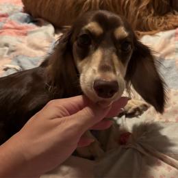 Xena - Dachshund