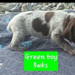 Green boy - Liver roan male German Shorthaired Pointer puppy in Dahlonega, Georgia from Pointer Mountain Bird Dogs