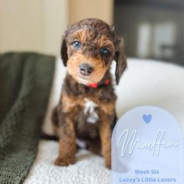Muffin - Merle male Goldendoodle puppy in California City, California from Summer Sun Doodles