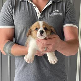 Tulip - Female 4 - Red female Pembroke Welsh Corgi puppy in Jefferson, South Carolina from Blue Creek Farms