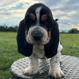 Winona - Black white and brown female Basset Hound puppy in Richmond, Kentucky from Walters Hollow Hounds