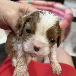 Girl 3 - female Cavalier King Charles Spaniel puppy in North Bay Village, Florida from Cynthia's Cavaliers