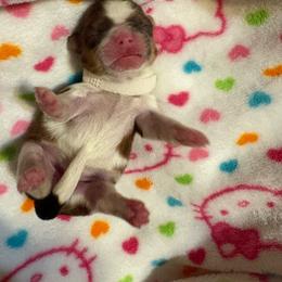 Meadow - Brindle female Shih Tzu puppy in Temple, Pennsylvania from Kathy Diego's Shih Tzus