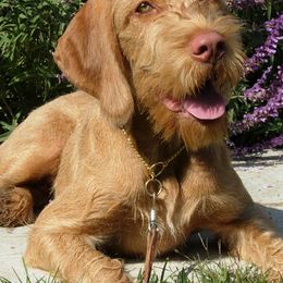 Wirehaired Vizslas from AcornnAcres Wirehaired Vizslas