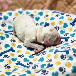 Reese's - Lemon and white male English Springer Spaniel puppy in Westover, Maryland from Sterling's springer Haven