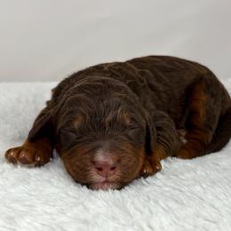 Cappuccino - Phantom male Bernedoodle puppy in Fleming, Colorado from Vandenbark Doodles