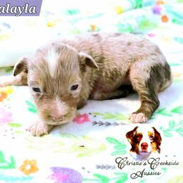 Malayla - Red merle female Miniature Australian Shepherd puppy in Punta Gorda, Florida from Christie's Creekside Aussies