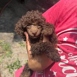 Lulu - Brown female Poodle puppy in Florence County, South Carolina from Modern Family Standards