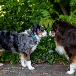 Miniature American Shepherds from Kubes Mini Aussies