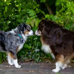 Miniature American Shepherds from Kubes Mini Aussies