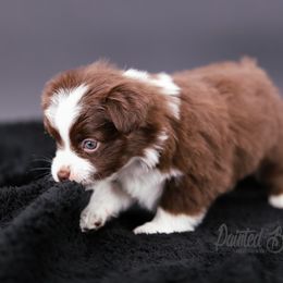 Australian Shepherd, Miniature American Shepherd, Miniature Australian Shepherd, and Toy Australian Shepherd Puppies from Painted Blue Aussies