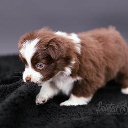 Australian Shepherd, Miniature American Shepherd, Miniature Australian Shepherd, and Toy Australian Shepherd Puppies from Painted Blue Aussies