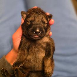Black collar (Bandit) - Sable male German Shepherd puppy in Hermitage, Pennsylvania from Shepherds of the Hundred Acres