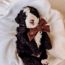 Asher - Black and white male Bernedoodle puppy in Cold Spring, Minnesota from A.N.A. Doodles