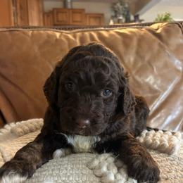 Molly - Tri-color female Bernedoodle puppy in Arabi, Georgia from Huckadoodle Farm