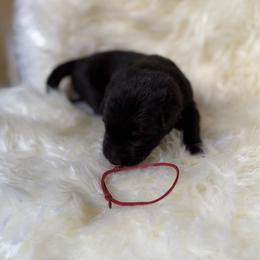 Red - Black male German Shepherd puppy in Cody, Wyoming from Faoladh German Shepherds