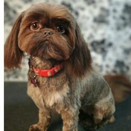 Tootsie - Shih Tzu