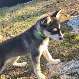 Light Green - Black and white male Alaskan Klee Kai puppy in Naples, Idaho from Kootenai Valley Klee Kai