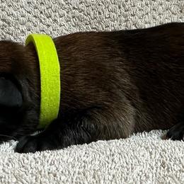 Yellow - Fawn sable female Belgian Malinois puppy in Ellerbe, North Carolina from Grand Prix Kennel