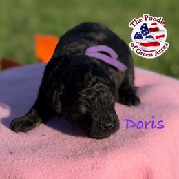 Doris - Phantom female Poodle puppy in Ardmore, Oklahoma from The Poodles of Green Acres