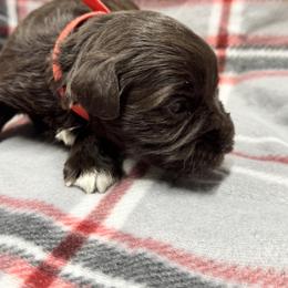 Red girl - Liver female Miniature Schnauzer puppy in Boaz, Alabama from Sweet Home Schnauzers