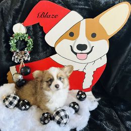 Blaze - Sable male Pembroke Welsh Corgi puppy in Cashion, Oklahoma from Shabby Chic Corgis