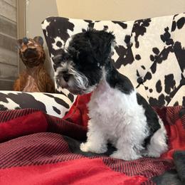 Miniature Schnauzer Puppies from R&T Tx Mini Schnauzers