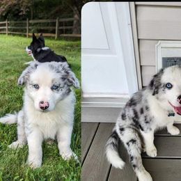 Border Collie Puppies from Gail Hutchinson's Border Collies
