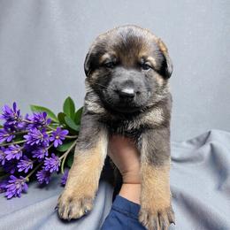 Draco - Sable male German Shepherd puppy in Oakland, Oregon from VHM German Shepherds