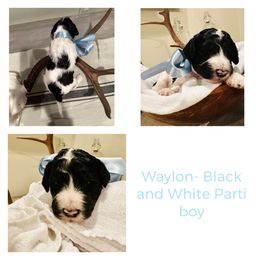 Waylon - Goldendoodle puppy from Life of the Parti Doodles