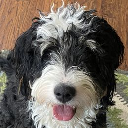 Maggie - Bernedoodle