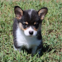 Nomad - Pembroke Welsh Corgi puppy from Fire Sweep Ranch