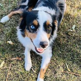 Australian Shepherds, Miniature American Shepherds, Miniature Australian Shepherds, and Toy Australian Shepherds from V5 Aussies