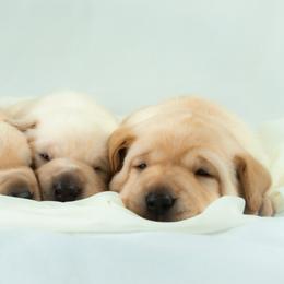 Labrador Retriever Puppies from Whiskey River Labradors