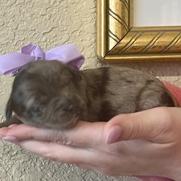 Zoe - Blue merle female Aussiedoodle puppy in Midlothian, Texas from Gray Doodles