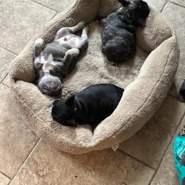 French Bulldog Puppies from Fair Towne Frenchies