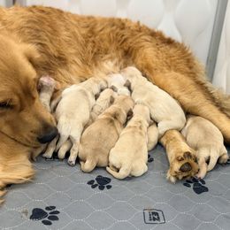 Boy 6 - Light golden male Golden Retriever puppy in Sacramento, California from Creamy Retrievers