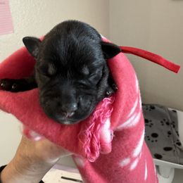 Girl 1 - Miniature Schnauzer puppy in Bakersfield, California from Connie's Mini Schnauzer’s