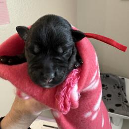 Girl 1 - Miniature Schnauzer puppy in Bakersfield, California from Connie's Mini Schnauzer’s