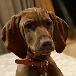 Vizsla Puppies from Carlson Vizslas