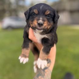 Tank ASDR - Black tri male Toy Australian Shepherd puppy in Polk City, Florida from Skaky Shepherds